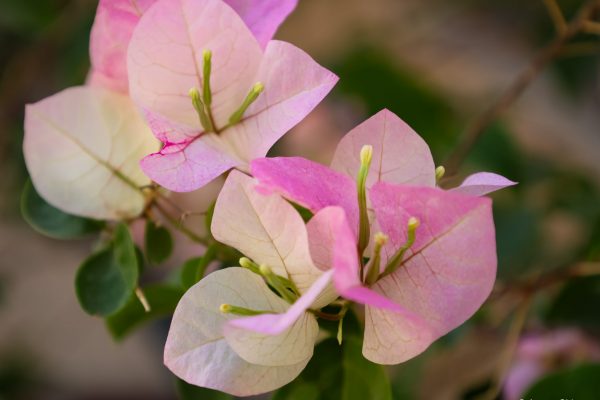Stories by Ayaan Flower Photography